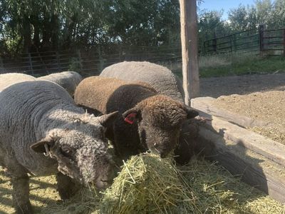 Babydoll Ram Lamb
