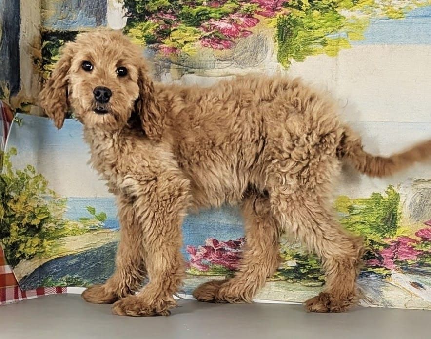 Boy Milo - Micro Goldendoodle $1300