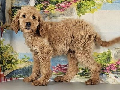 Boy Milo - Micro Goldendoodle $1300