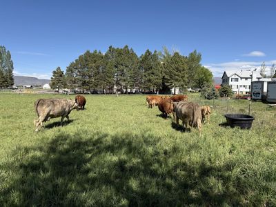 Wagyu cross beef cows