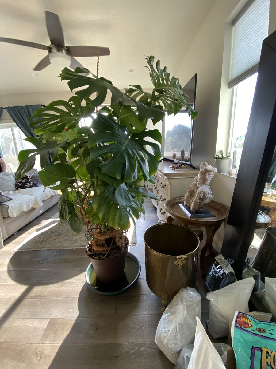 6-7 Foot Tall Mature Monstera Deliciosa Potting