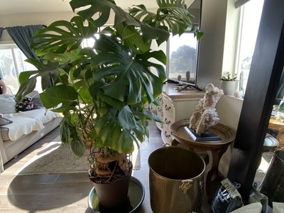 6-7 Foot Tall Mature Monstera Deliciosa Potting