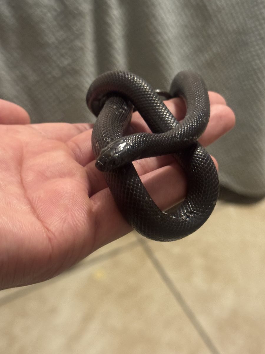 Mexican Black King Snake