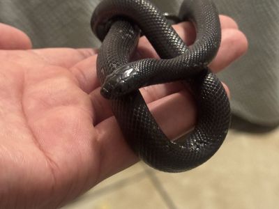 Mexican Black King Snake