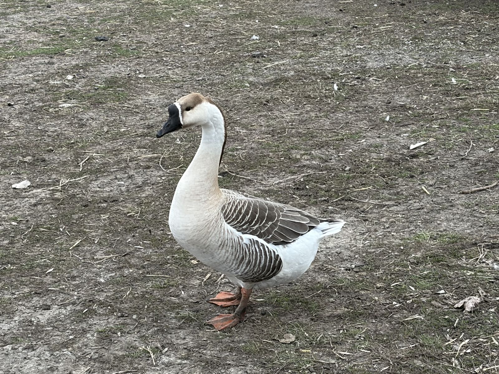 African geese
