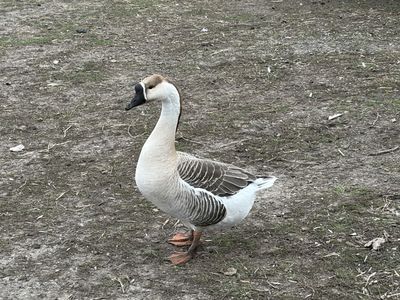 African geese
