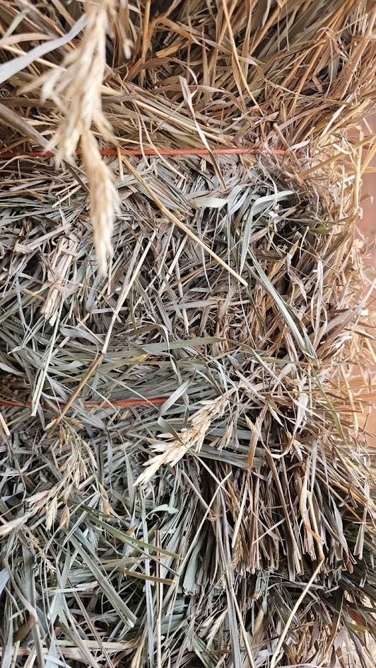 Grass hay for sale