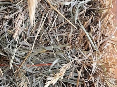 Grass hay for sale