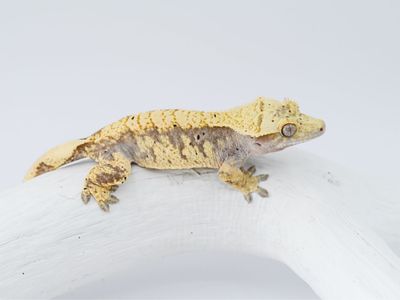Lavender & Cream Extreme Harlequin