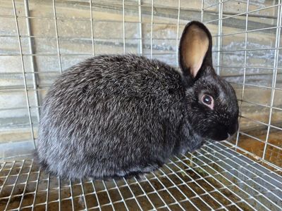 Silver Fox Rabbits - breeding pairs or trios available