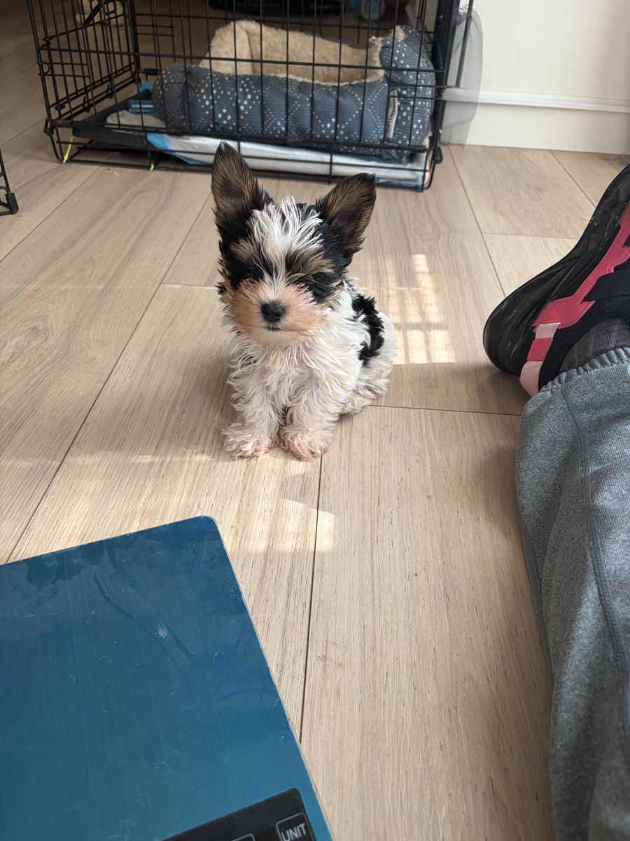 Tricolor Yorkie