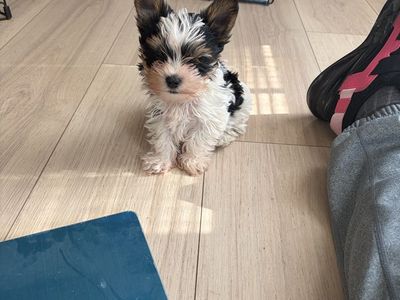 Tricolor Yorkie