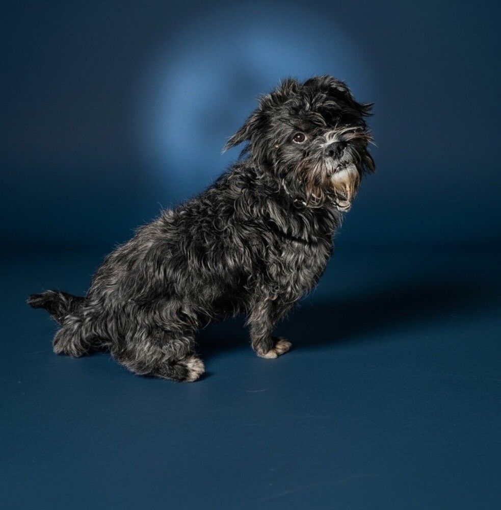 Lhasa Apso/ Schnauzer Mix (Harry)