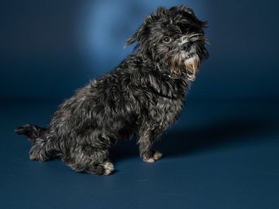 Lhasa Apso/ Schnauzer Mix (Harry)