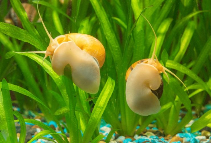 Looking for any free snails or plants or tank supplies