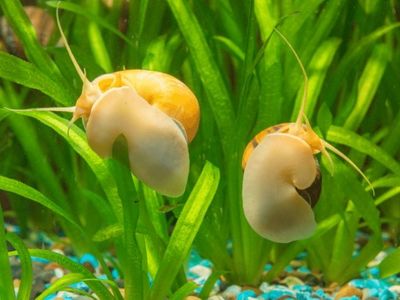 Looking for any free snails or plants or tank supplies