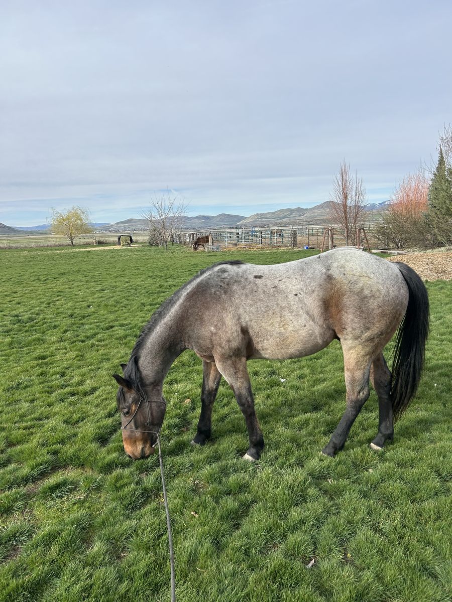 AQHA 2 year old Bay roan gelding