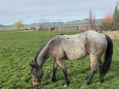 AQHA 2 year old Bay roan gelding