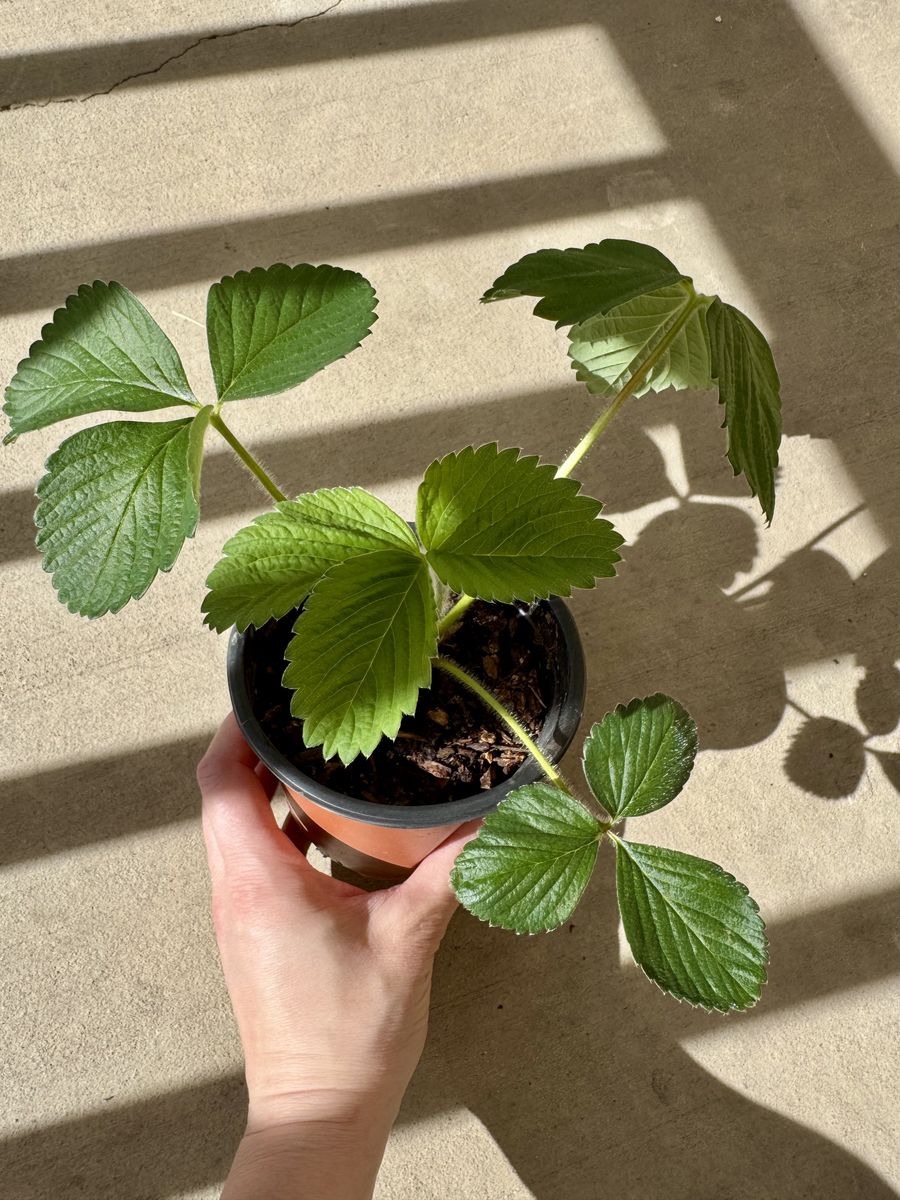 Strawberry Plants