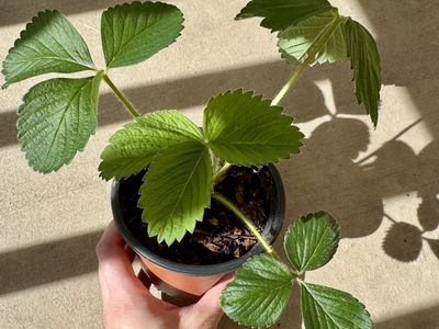 Strawberry Plants