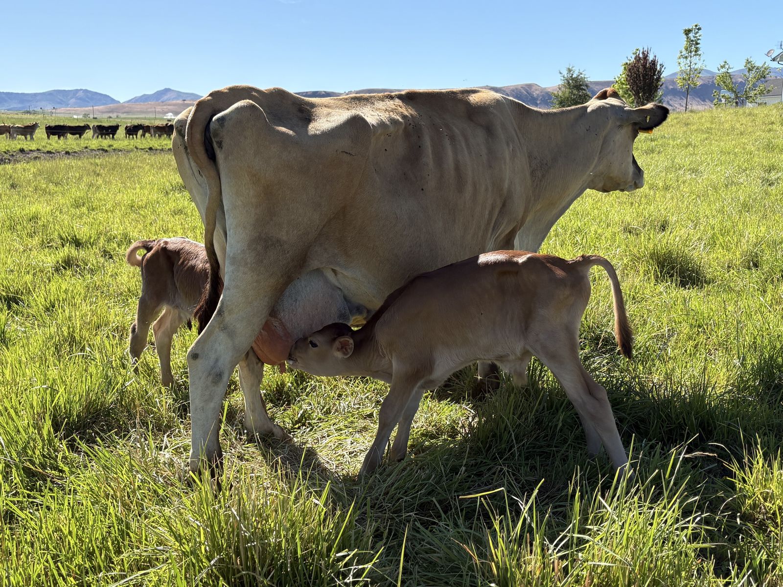 Jersey Bull Calves