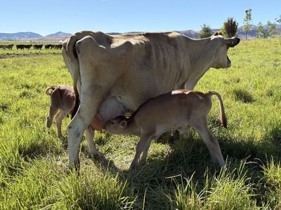 Jersey Bull Calves