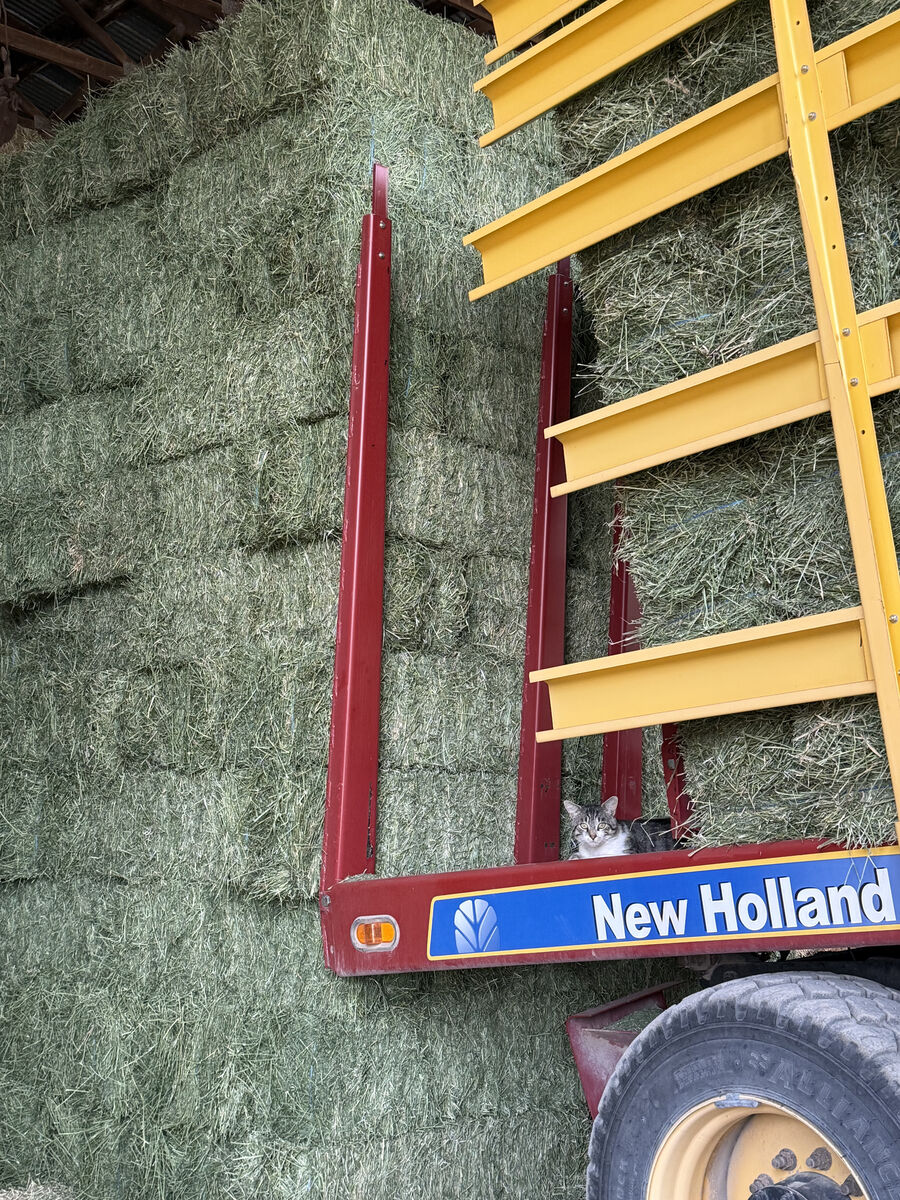 Hay in barn for sale