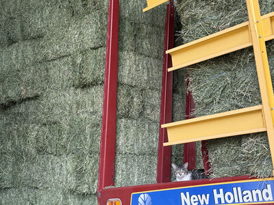 Hay in barn for sale