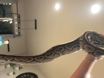Giant ball python