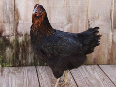3 Black Star Chickens -- Laying Hens