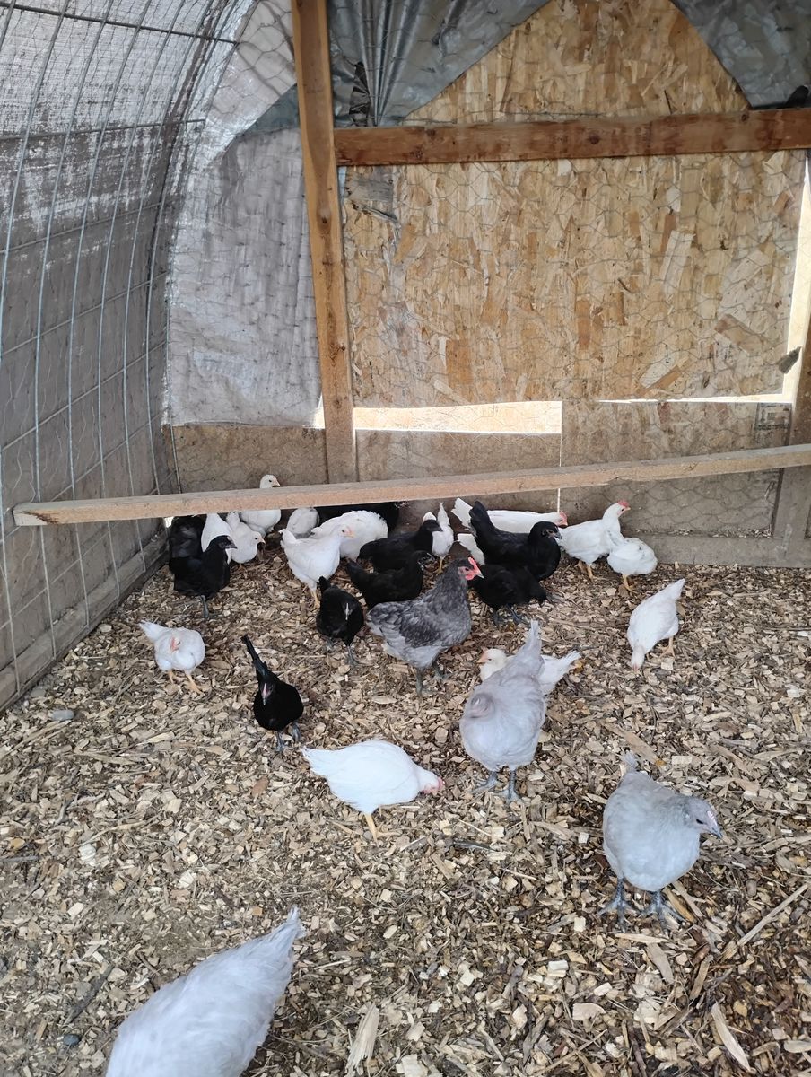 Feathered Chicks (no brooder needed)