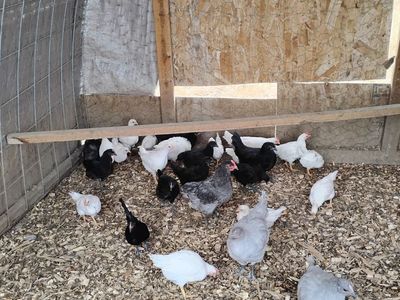 Feathered Chicks (no brooder needed)