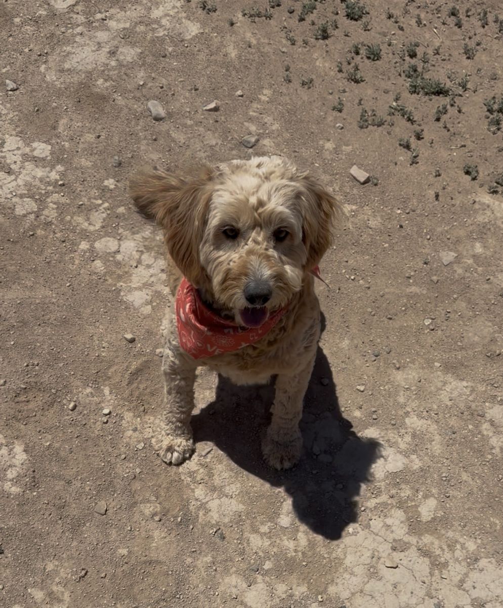 Female Golden Doodle