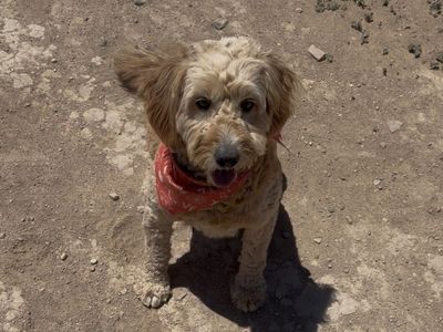 Female Golden Doodle