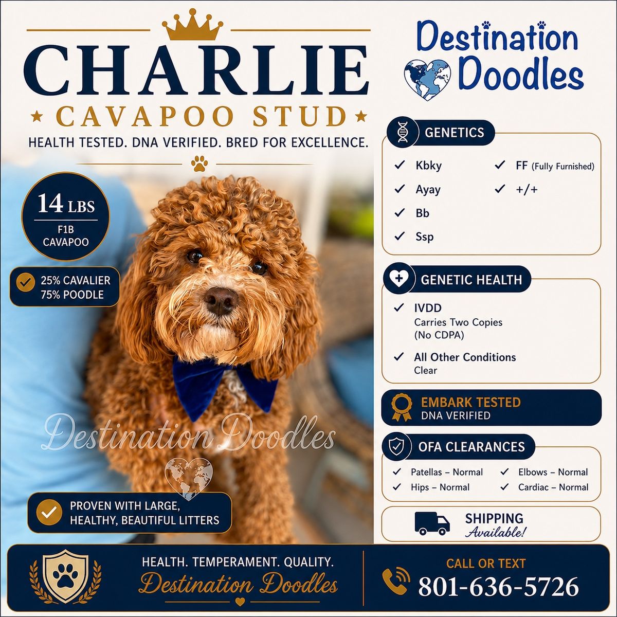 14lb F1b Cavapoo Stud Bb, +/+