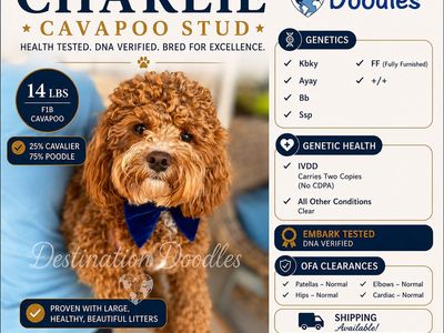 14lb F1b Cavapoo Stud Bb, +/+