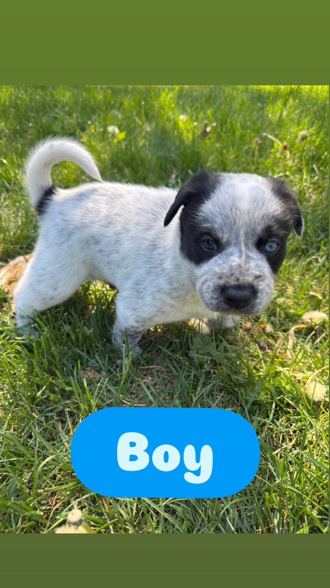 Border/heeler puppy