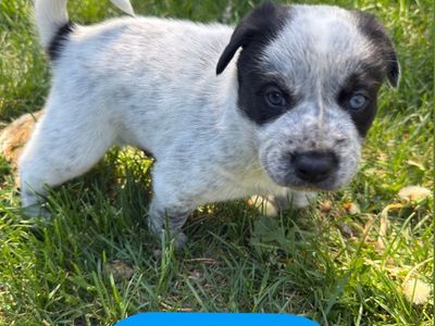 Border/heeler puppy