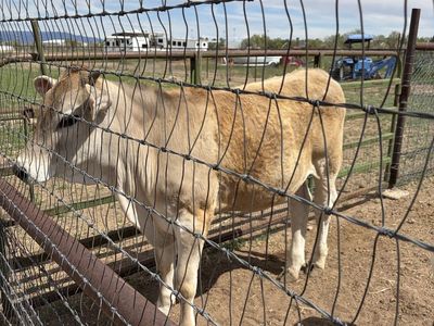 Angus/ brown Swiss steer