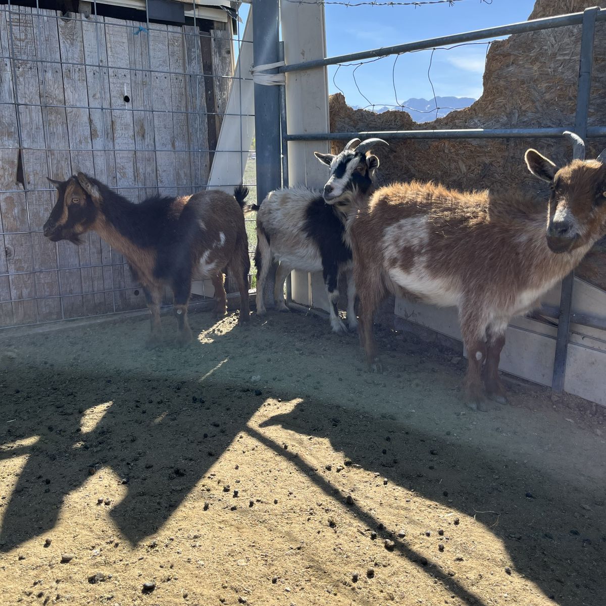 Nigerian Dwarfs For Sale