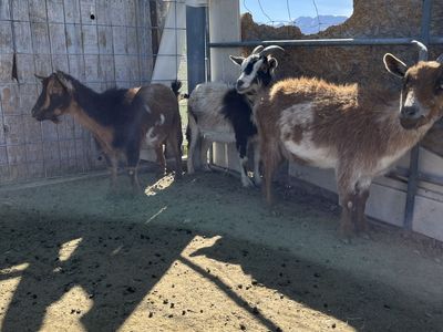 Nigerian Dwarfs For Sale