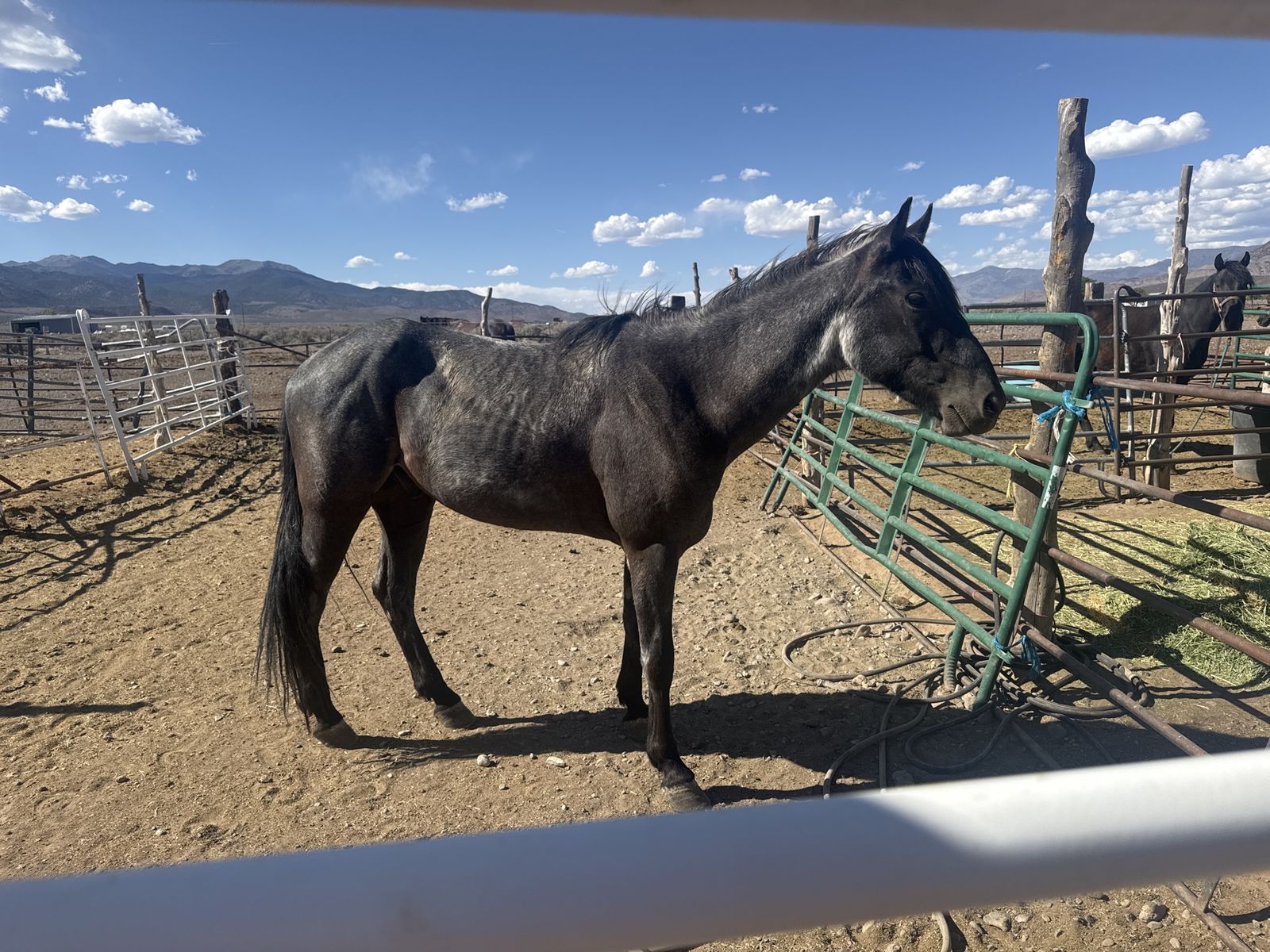 3 year old true blue roan gelding