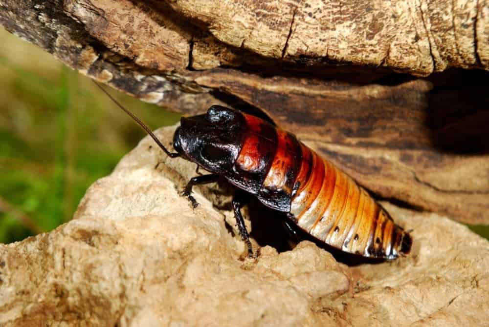 Madagascar Hissing Cockroaches