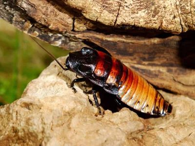 Madagascar Hissing Cockroaches