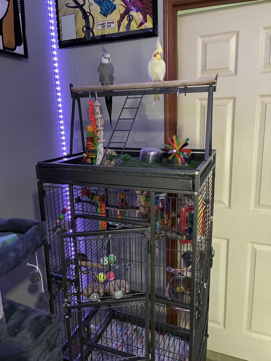 2 Bonded Cockatiels