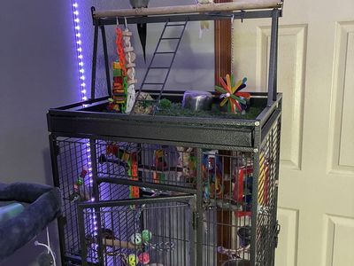 2 Bonded Cockatiels