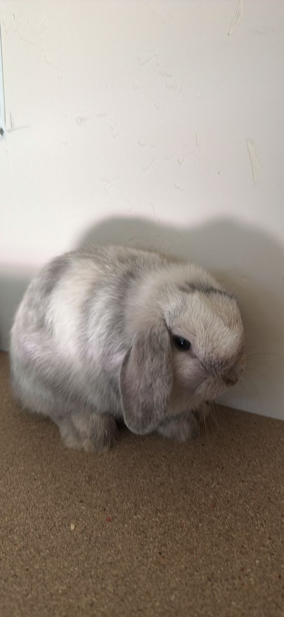 Holland Lop Doe