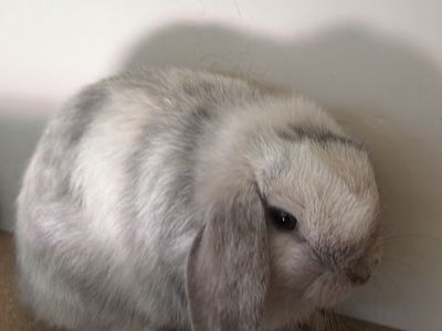 Holland Lop Doe