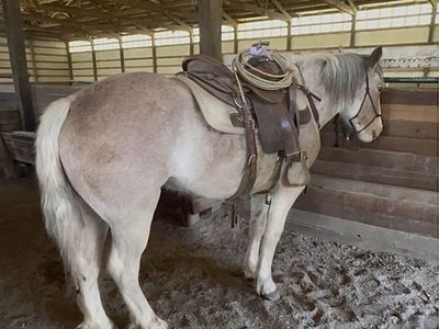 Draft Cross 2yr Old Filly