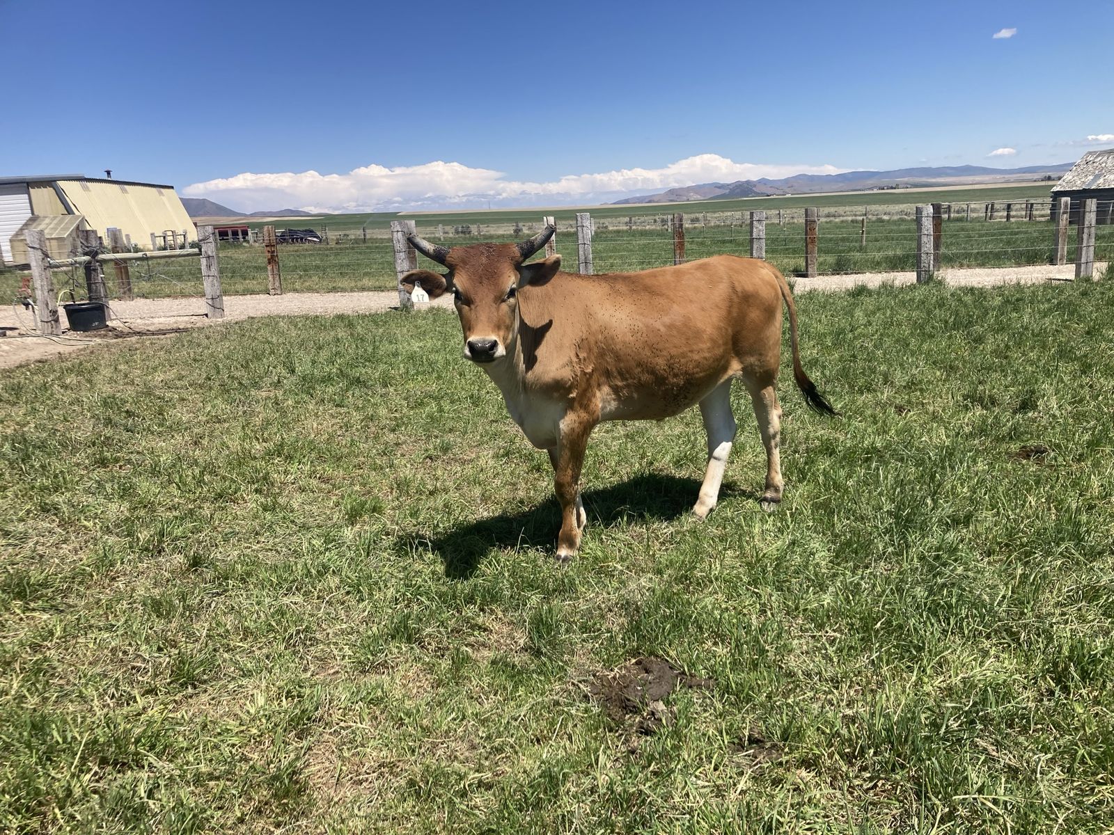 Jersey Cross Steer
